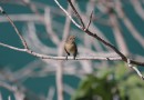 Red-breasted flycatcher ©  J. Lidster